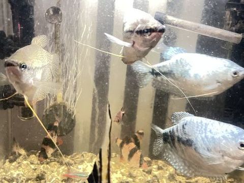 Poisson gourami adultes 2 bleu et 2 gris 20 57550 Falck