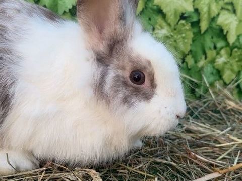 Lapins têtes de lions 25 60420 Saint-martin-aux-bois