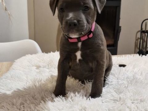 Chiots staffies 1600 60650 Saint-aubin-en-bray