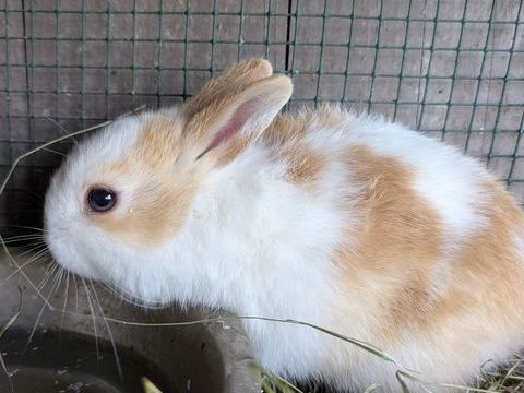 Lapins nains 10 38140 Renage