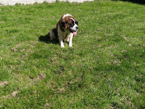Chienne Saint Bernard 650 53190 Fougerolles-du-plessis