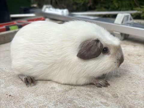 Cochon d'Inde 0 60420 Tricot