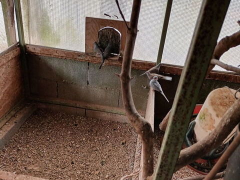 Colombes diamant 25 79300 Bressuire