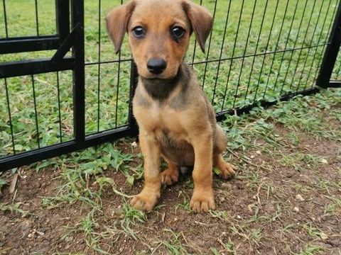 Fuego, M&acirc;le, X Berger, n&eacute; le 15/01/2026 300 28000 Chartres