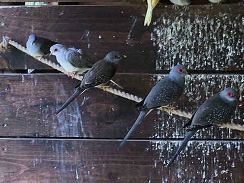 colombes diamant 10 71240 Sennecey-le-grand