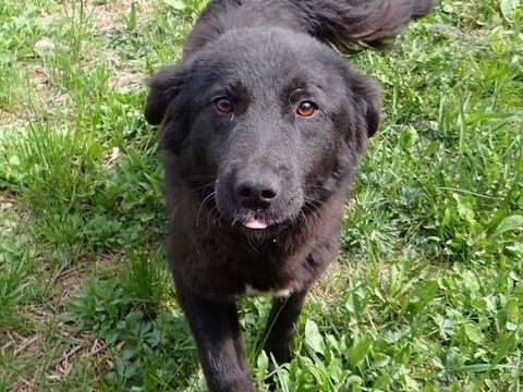 Stylish &agrave; l'adoption 300 45000 Orl�ans