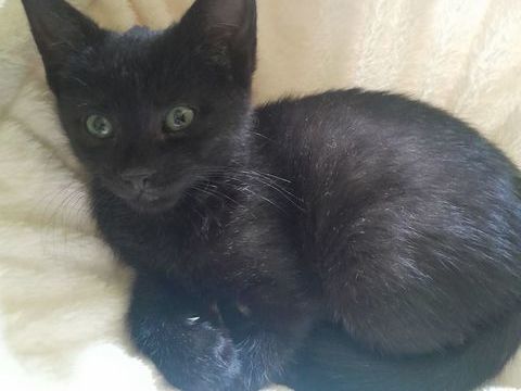 Onyx, 4 mois,cherche de bons adoptants 180 92600 Asnières-sur-seine