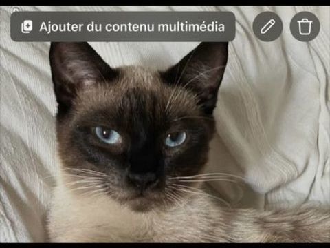 Disparition chat siamois 0 77270 Villeparisis