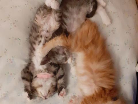 Magnifiques chatons Maine Coon pure race non LOOF &agrave; r&eacute;server 750 91160 Longjumeau