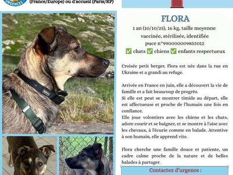 URGENCE ADOPTION - FLORA 0 75018 Paris