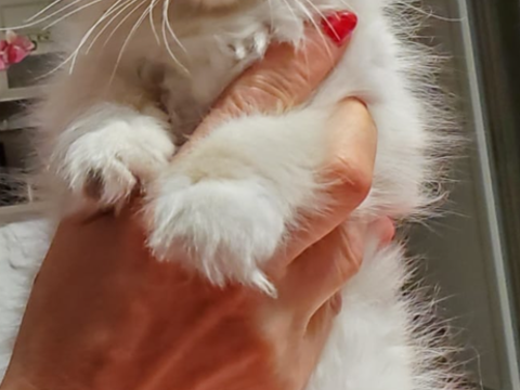 Adorables chatons 980 77450 Esbly