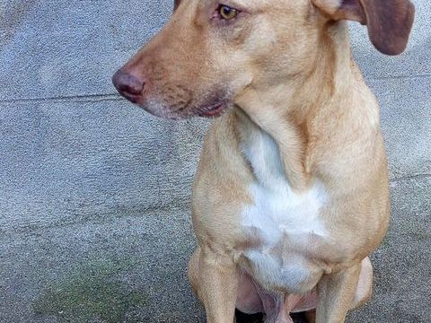 Fifi, m&acirc;le crois&eacute; berger, n&eacute; le 15/06/2022 🐶 380 18000 Bourges