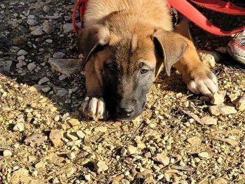 Chien ASNO à l adoption 300 07400 Alba-la-romaine