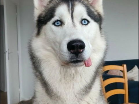 Don Husky de Sib&eacute;rie 0 62131 Verquin