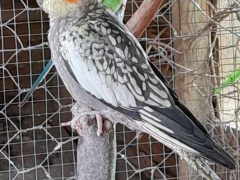 PERRUCHES Calopsitte grises &agrave; adopter via l'association UMA 15 56220 Peillac