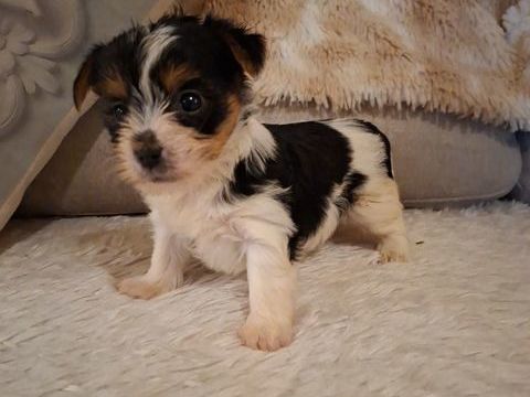  Chiots BIEWER 1150 24110 Manzac-sur-vern