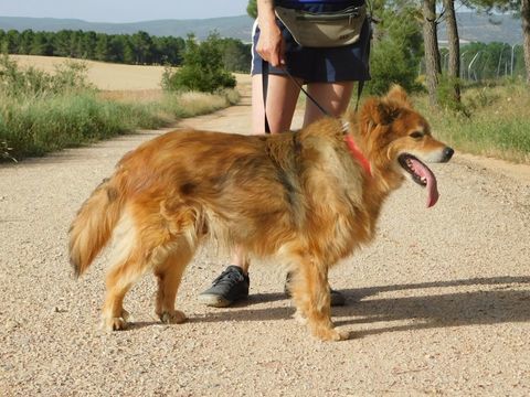REIA 🩷 Une seconde chance pour une chienne exceptionnelle.. 195 24140 Douville