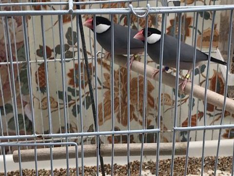 OISEAUX 22 49123 Ingrandes