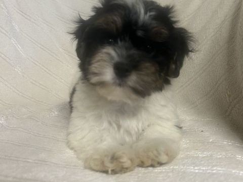 Bichon havanais  1050 85340 Les sables-d'olonne