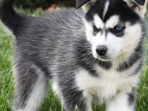 Chiots type Husky de Sib&eacute;rien LOF excellente lign&eacute; 500 94400 Vitry-sur-seine