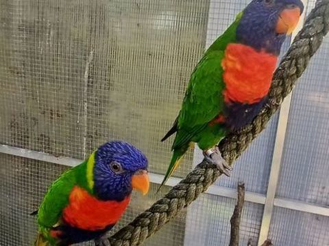 Loriquet de Swainson 200 40700 Hagetmau