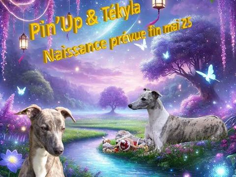 Ma jolie petite famille whippet 1300 18340 Levet