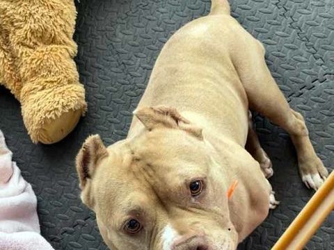 MISS MARYLINE, adorable American Bully à l'adoption 50 44690 Maisdon-sur-svre