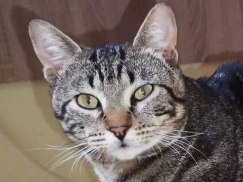 HECTOR 230 27620 Gasny