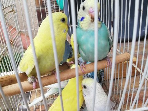 Perruches ondulées 10 59600 Maubeuge