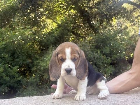 Chiots beagle lof &agrave; r&eacute;server 800 83340 Le luc