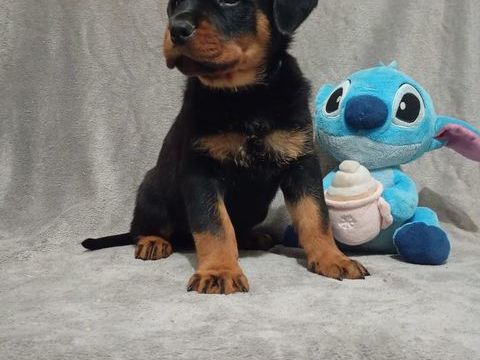 Chiots Rottweiller LOF à réserver 1200 79120 Lezay