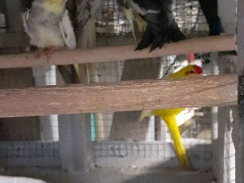 OISEAUX DE CAGES ET DE VOLIÈRES 30 22400 Lamballe