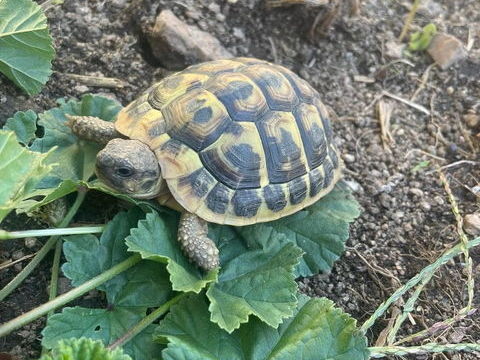 Tortue de terre de 3 ans 70 84000 Avignon