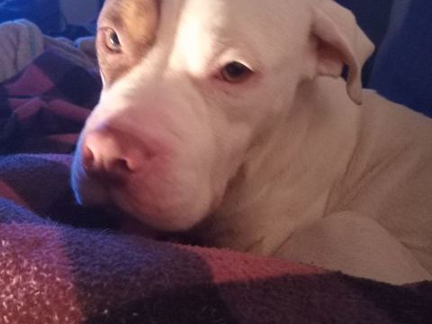 femelle bully de 2 ans 1000 33610 Cestas