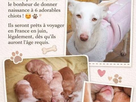 Adorables chiots podencos &agrave; r&eacute;server 220 24140 Douville