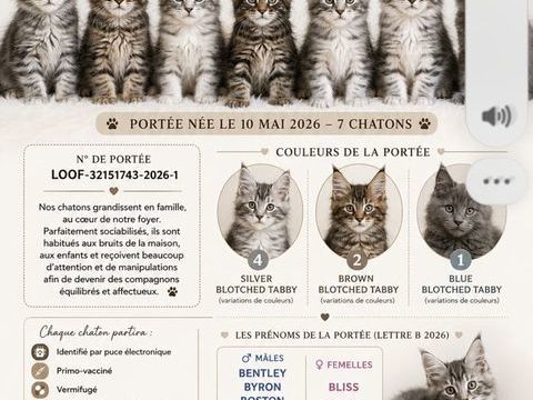 bebe maine coon loof 1200 77650 Jutigny