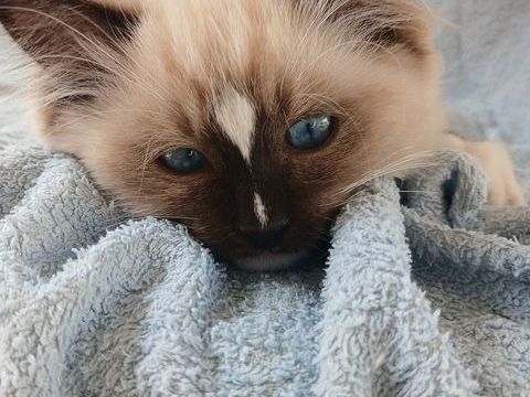 Chaton ragdoll 990 53190 Fougerolles-du-plessis