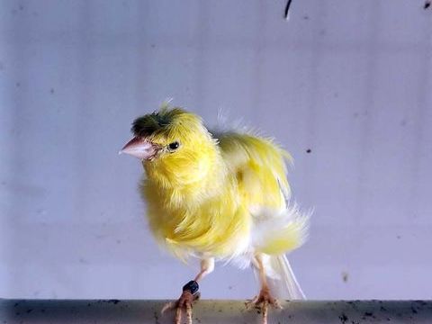 TIUKI, adorable Canari fris&eacute; &agrave; adopter 50 56220 Peillac