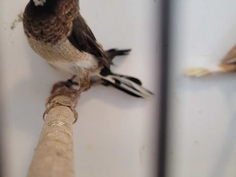 Moineaux du japon hupp&eacute;s 15 45000 Orl�ans