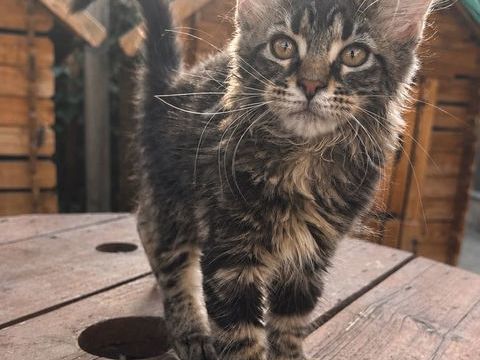 Chaton Maine Coon femelle LOOF 1200 13400 Aubagne