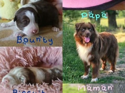 Chiots Berger Australien LOF 1300 03130 Le pin