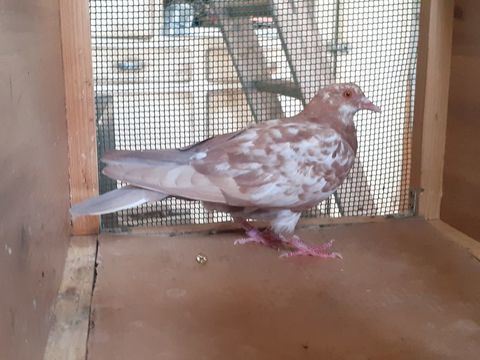JEUNES PIGEONS DE L'ANN&Eacute;E PR&Ecirc;TS A REPRODUIRE 10 33130 Bègles