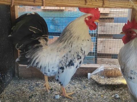 de poules, coqs. 30 83100 Toulon