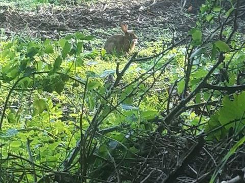 Lapins de garenne 0 29710 Ploz�vet