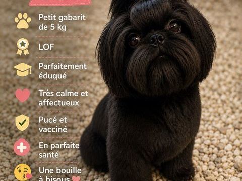 chiots shih tzu 1000 83200 Toulon
