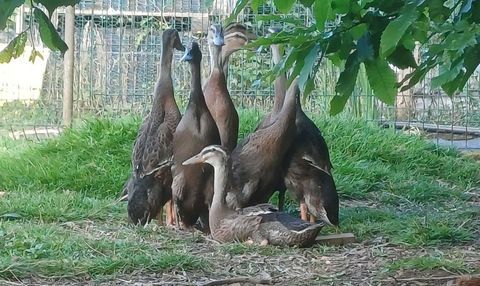 Jeunes Canards coureurs indiens m&acirc;les. 20 29300 Rédené