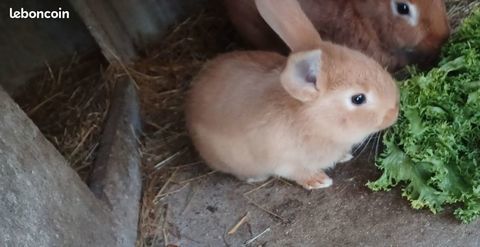 lapine fauve de bourgogne 9 71600 Paray-le-monial