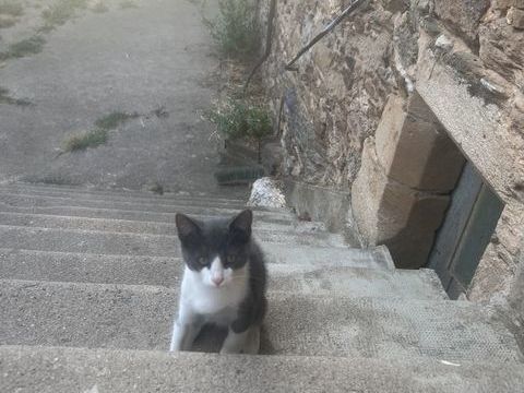 Chatons &agrave; donner 0 12800 Camjac