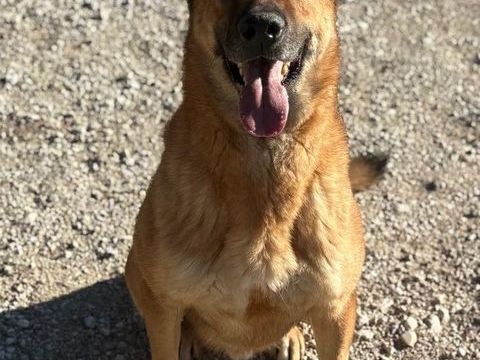STORMY, berger allemand 6 ans DON LIBRE 0 06000 Nice