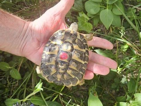 Tortue terrestre m&acirc;le 100 84000 Avignon